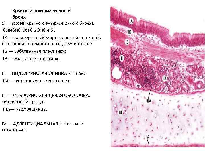 Слизистая бронхов