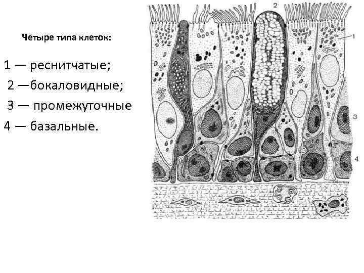 Четыре типа клеток: 1 — реснитчатые; 2 —бокаловидные; 3 — промежуточные 4 — базальные.