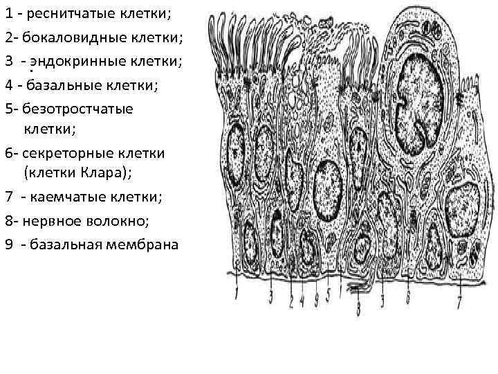 Бокаловидные клетки это