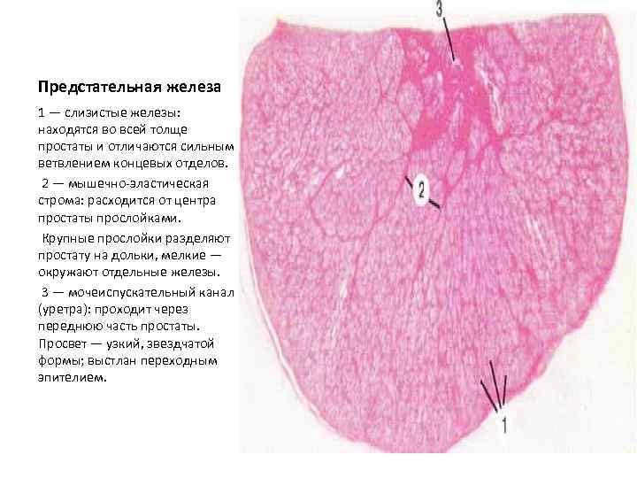 Предстательная железа 1 — слизистые железы: находятся во всей толще простаты и отличаются сильным