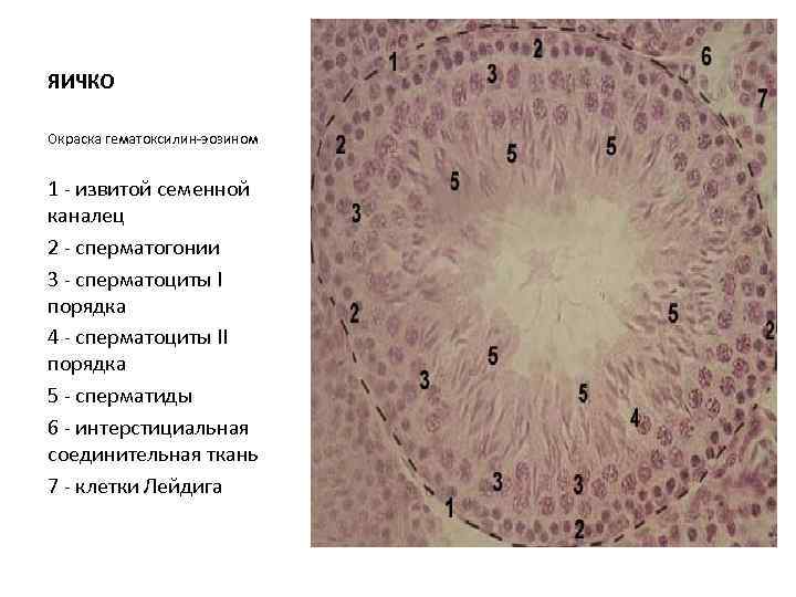 ЯИЧКО Окраска гематоксилин-эозином 1 - извитой семенной каналец 2 - сперматогонии 3 - сперматоциты