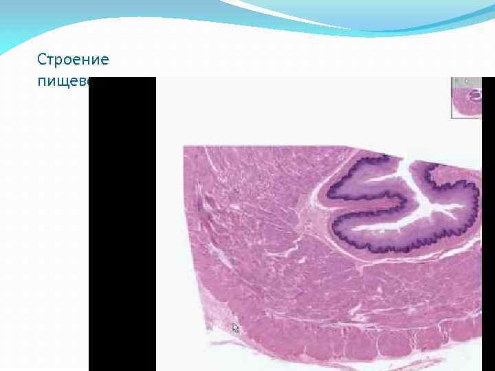 Строение пищевода 