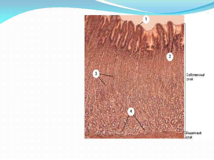 Общий план строения пищеварительной трубки гистология