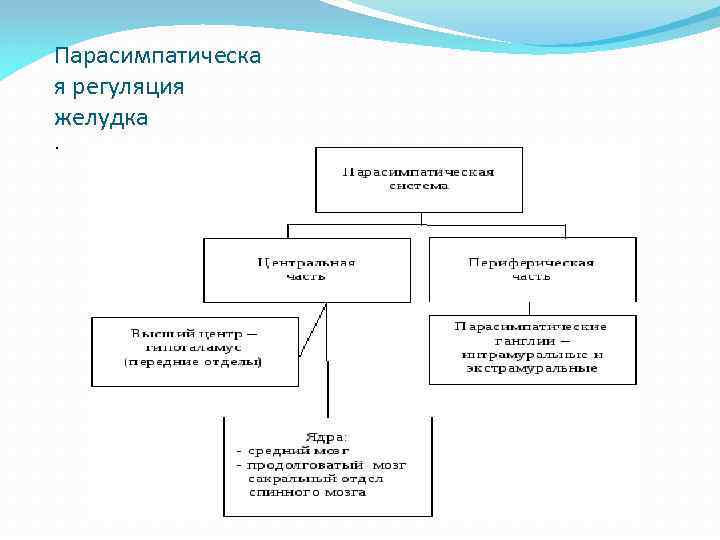 Парасимпатическа я регуляция желудка. 