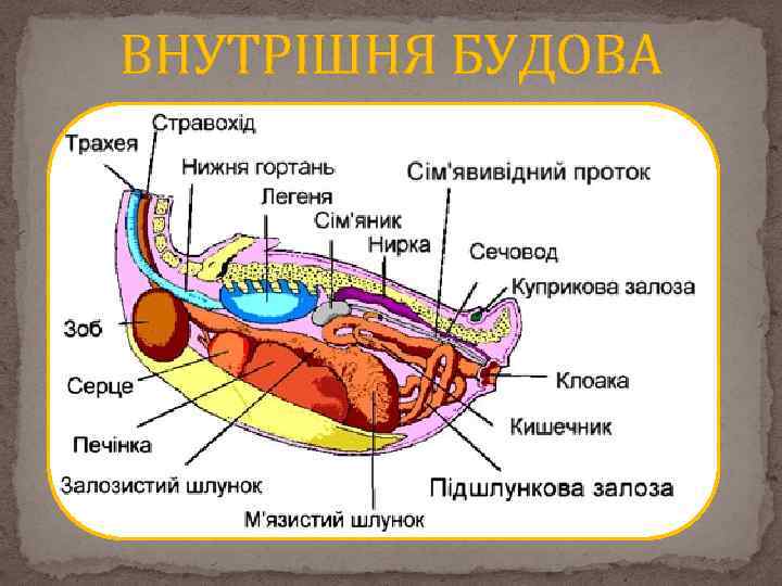 ВНУТРІШНЯ БУДОВА 