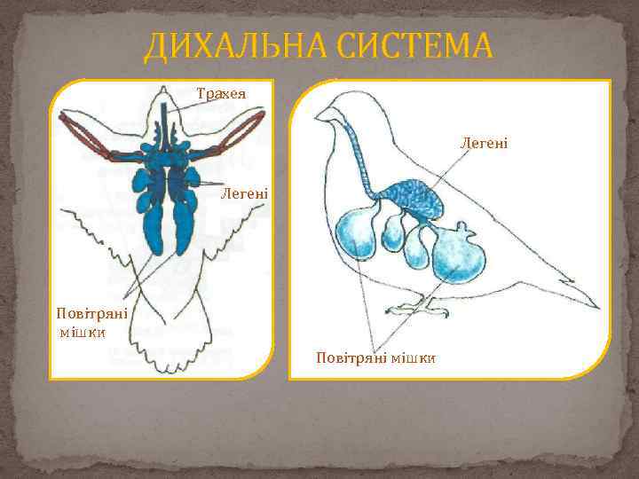 ДИХАЛЬНА СИСТЕМА Трахея Легені Повітряні мішки 