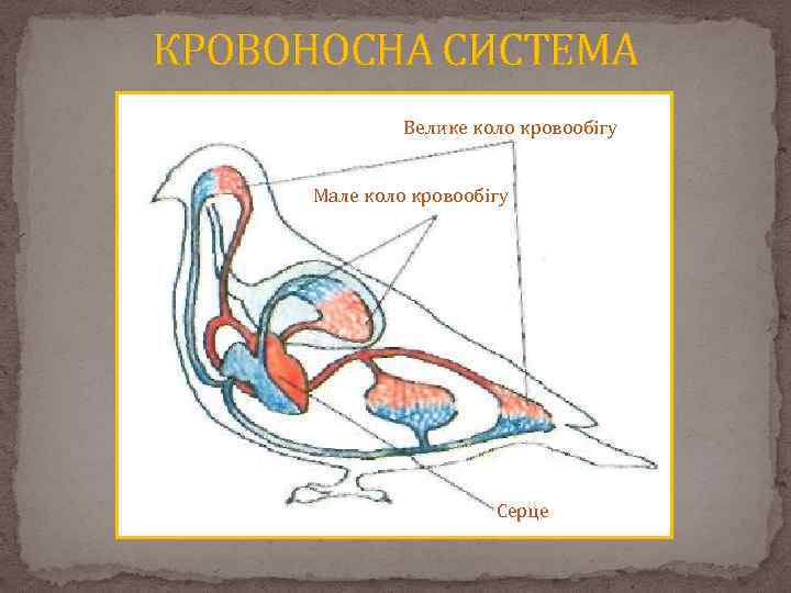 КРОВОНОСНА СИСТЕМА Велике коло кровообігу Мале коло кровообігу Серце 