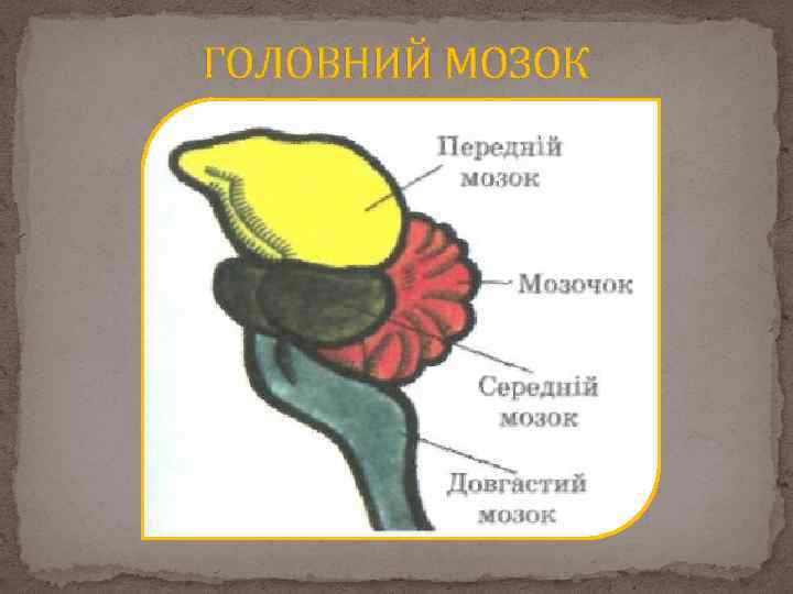 ГОЛОВНИЙ МОЗОК 