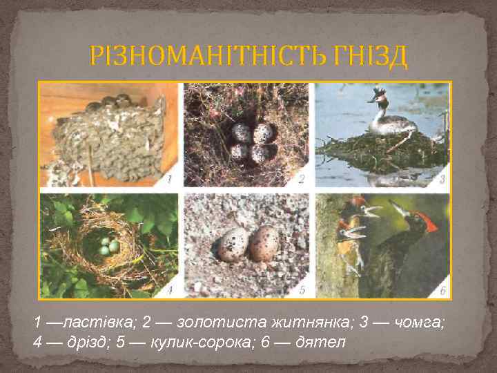 РІЗНОМАНІТНІСТЬ ГНІЗД 1 —ластівка; 2 — золотиста житнянка; 3 — чомга; 4 — дрізд;