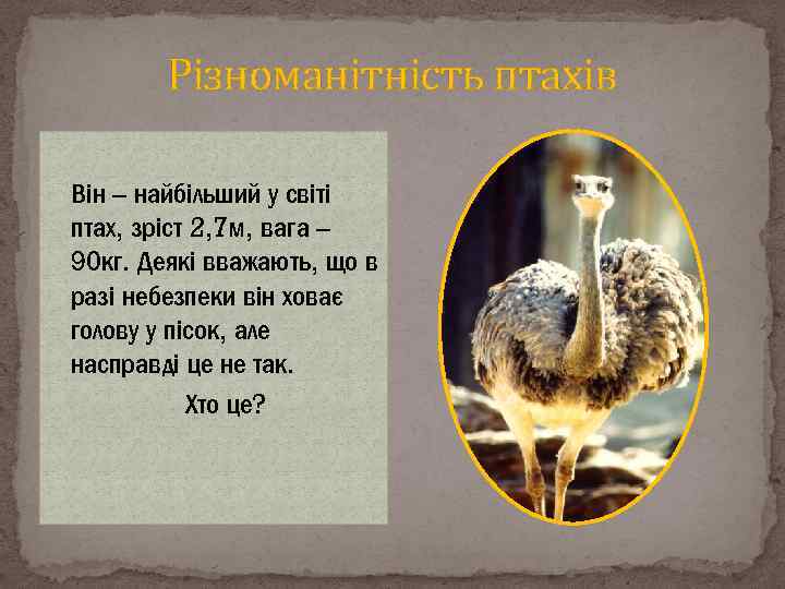 Різноманітність птахів Він – найбільший у світі птах, зріст 2, 7 м, вага –