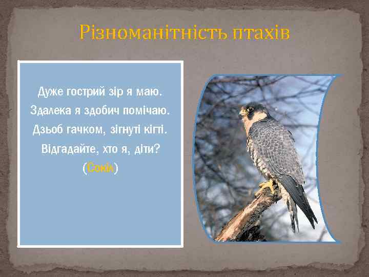 Різноманітність птахів Дуже гострий зір я маю. Здалека я здобич помічаю. Дзьоб гачком, зігнуті