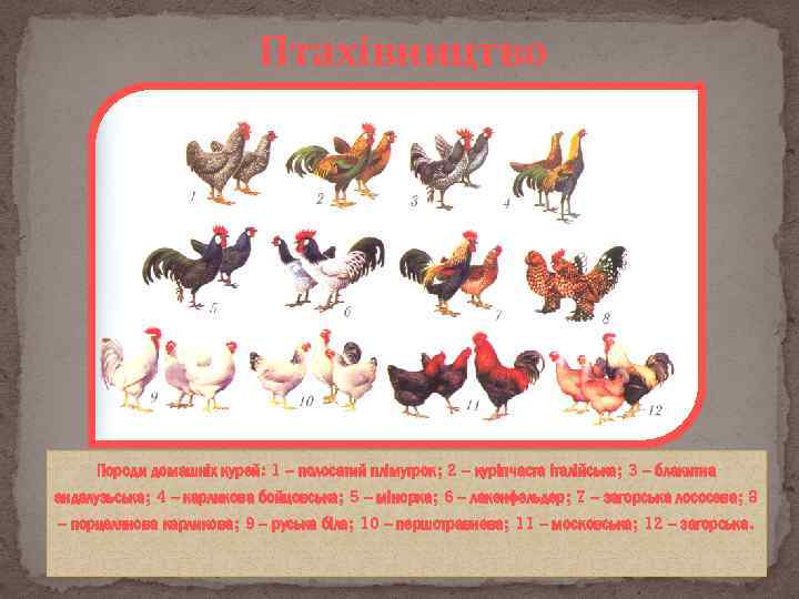 Птахівництво Породи домашніх курей: 1 – полосатий плімутрок; 2 – куріпчаста італійська; 3 –