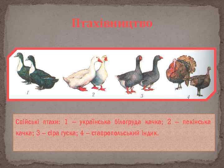 Птахівництво Свійські птахи: 1 – українська білогруда качка; 2 – пекінська качка; 3 –