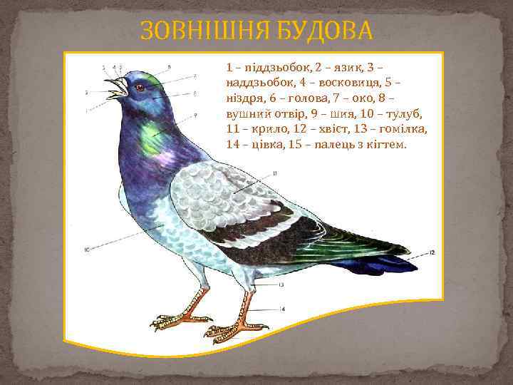 ЗОВНІШНЯ БУДОВА 1 – піддзьобок, 2 – язик, 3 – наддзьобок, 4 – восковиця,