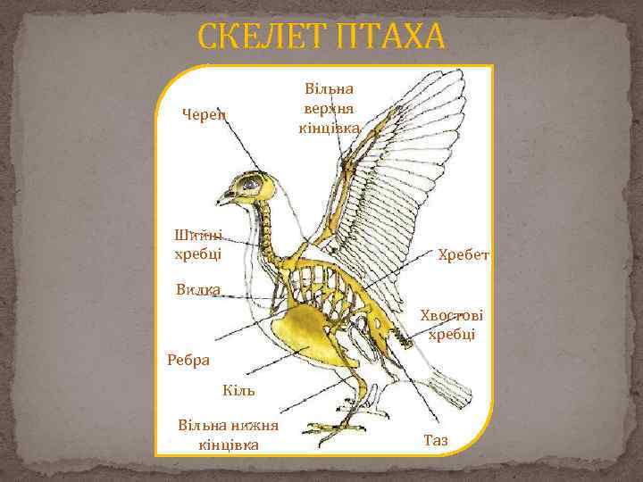 СКЕЛЕТ ПТАХА Череп Шийні хребці Вільна верхня кінцівка Хребет Вилка Хвостові хребці Ребра Кіль