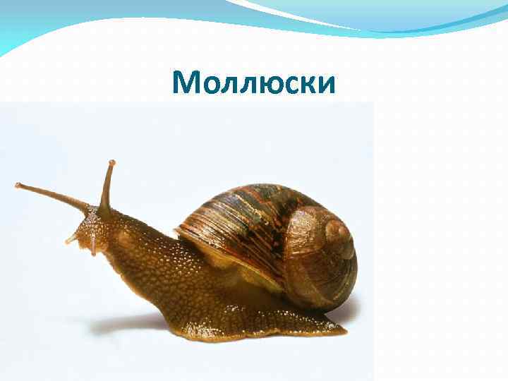 Моллюски 