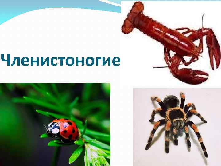 Членистоногие 
