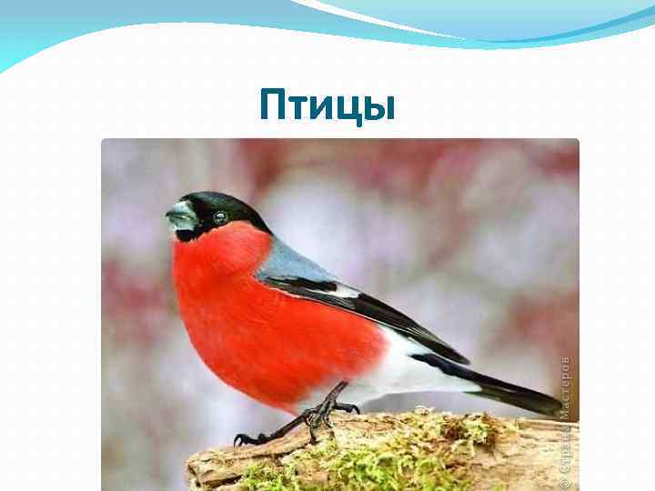 Птицы 