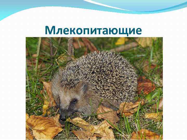 Млекопитающие 