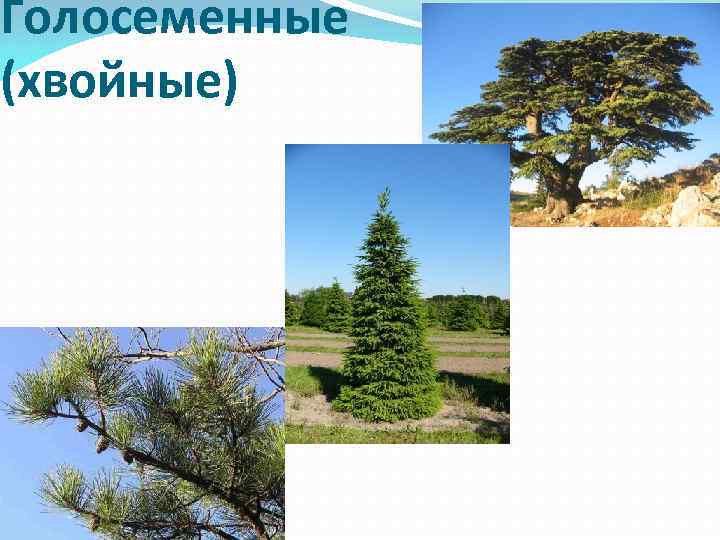Голосеменные (хвойные) 