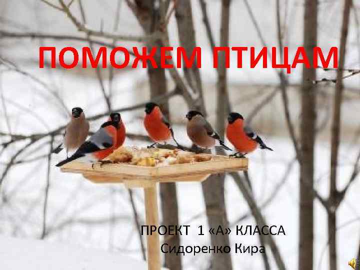 ПОМОЖЕМ ПТИЦАМ ПРОЕКТ 1 «А» КЛАССА Сидоренко Кира 