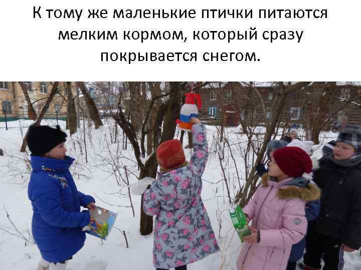 К тому же маленькие птички питаются мелким кормом, который сразу покрывается снегом. 