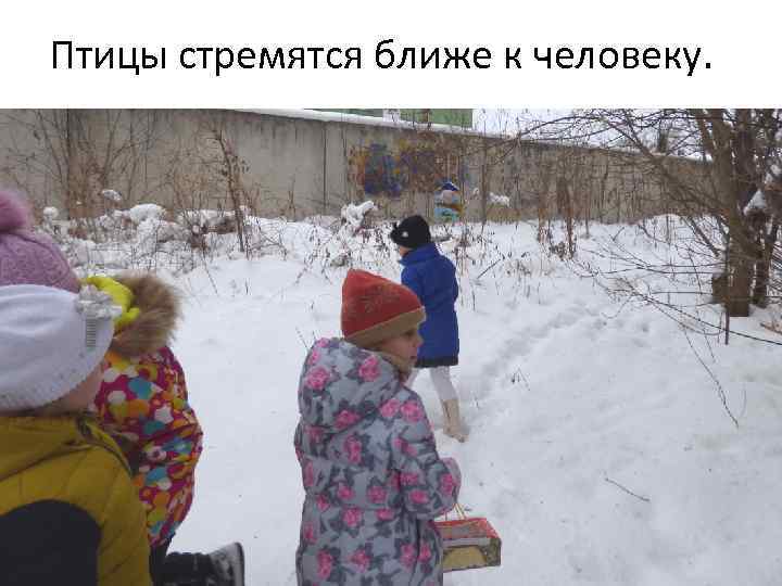 Птицы стремятся ближе к человеку. 