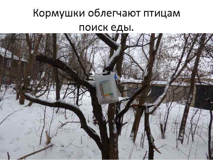 Кормушки облегчают птицам поиск еды. 