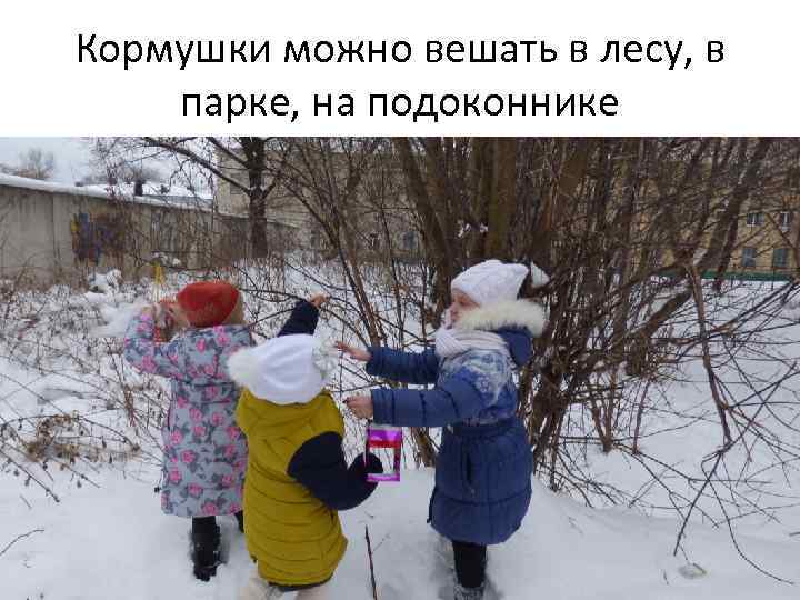 Кормушки можно вешать в лесу, в парке, на подоконнике 