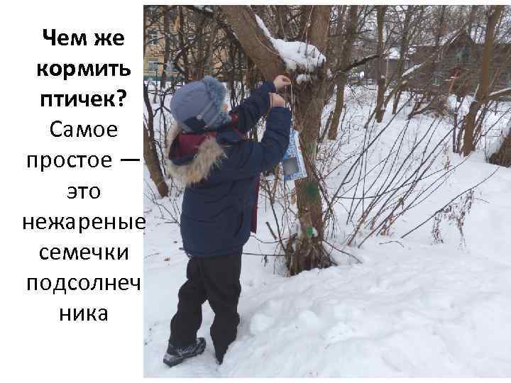 Чем же кормить птичек? Самое простое — это нежареные семечки подсолнеч ника 