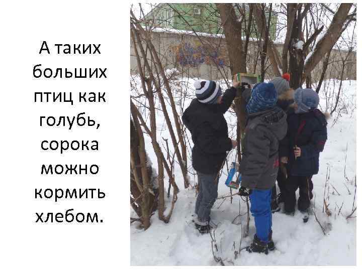 А таких больших птиц как голубь, сорока можно кормить хлебом. 