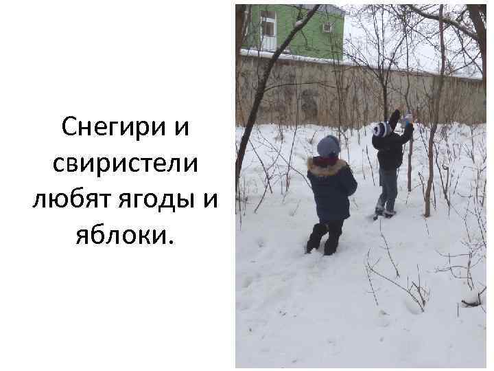 Снегири и свиристели любят ягоды и яблоки. 