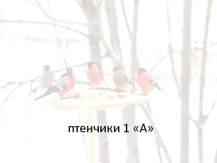 птенчики 1 «А» 