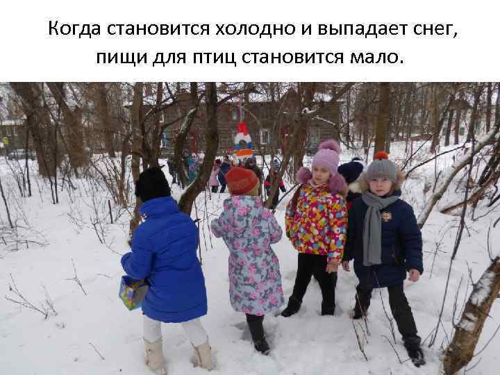  Когда становится холодно и выпадает снег, пищи для птиц становится мало. 