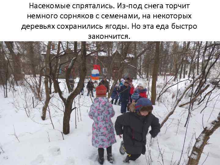 Насекомые спрятались. Из-под снега торчит немного сорняков с семенами, на некоторых деревьях сохранились ягоды.