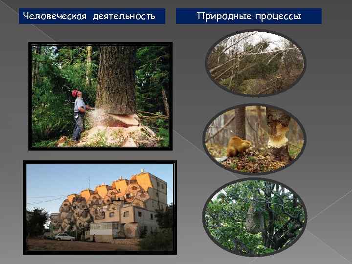 Человеческая деятельность Природные процессы 