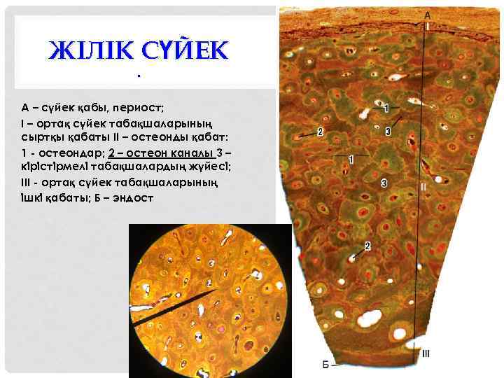 ЖІЛІК СҮЙЕК. А – cүйек қабы, периост; I – ортақ сүйек табақшаларының сыртқы қабаты