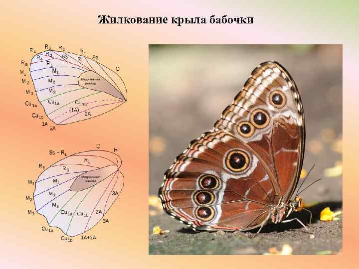 Жилкование крыла бабочки 