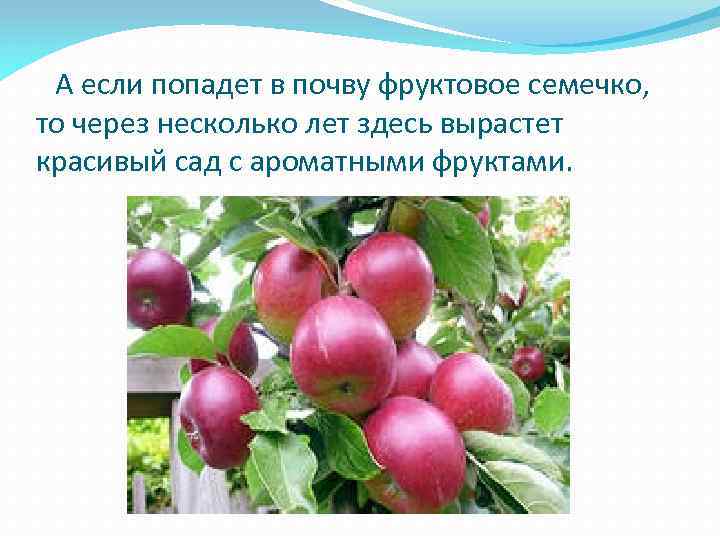 А если попадет в почву фруктовое семечко, то через несколько лет здесь вырастет красивый