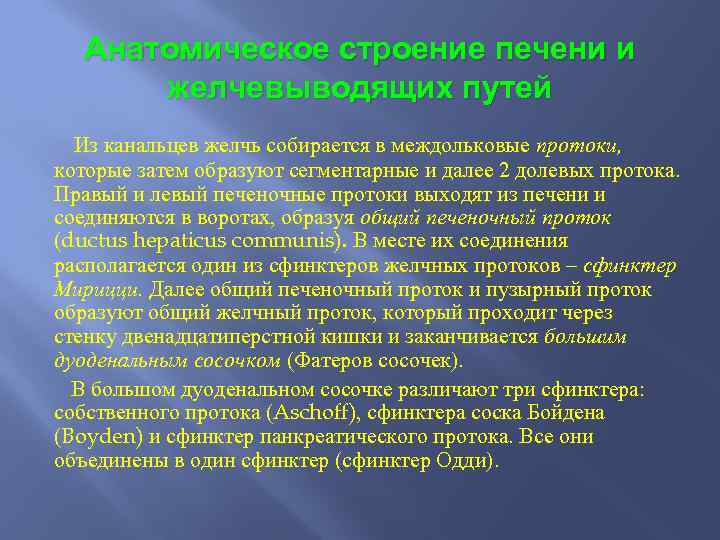 Анатомическое строение печени и желчевыводящих путей Из канальцев желчь собирается в междольковые протоки, которые