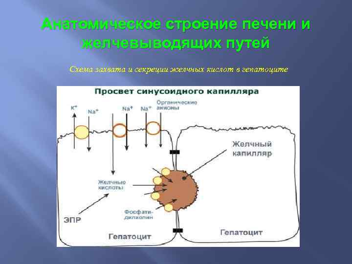 Схему образования желчных пигментов