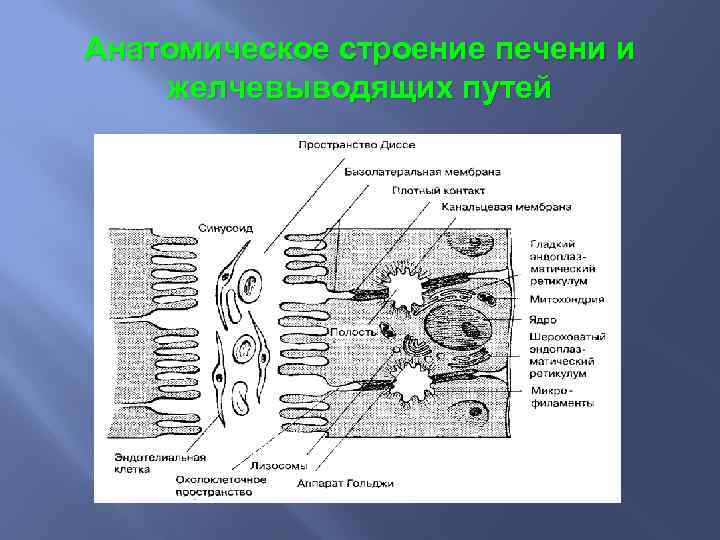 Анатомическое строение печени и желчевыводящих путей 