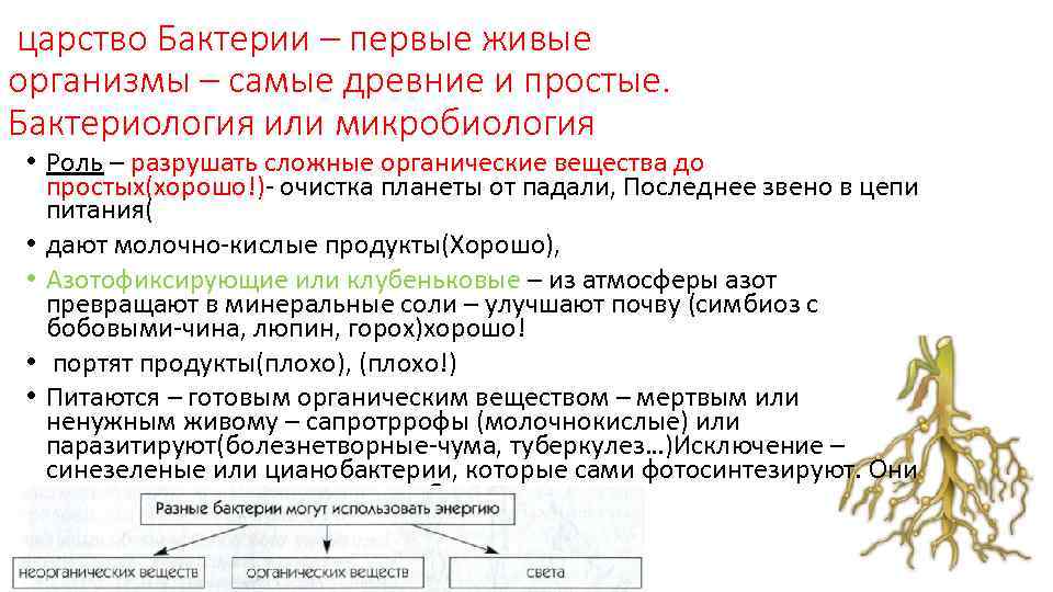 царство Бактерии – первые живые организмы – самые древние и простые. Бактериология или микробиология