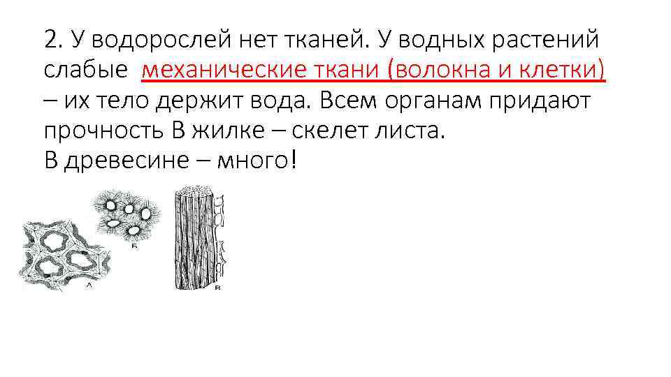 Ткани водорослей. Механические ткани водорослей. У водорослей нет тканей. Механическая ткань водных растений. У водорослей есть ткани и органы.