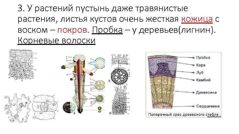 3. У растений пустынь даже травянистые растения, листья кустов очень жесткая кожица с воском