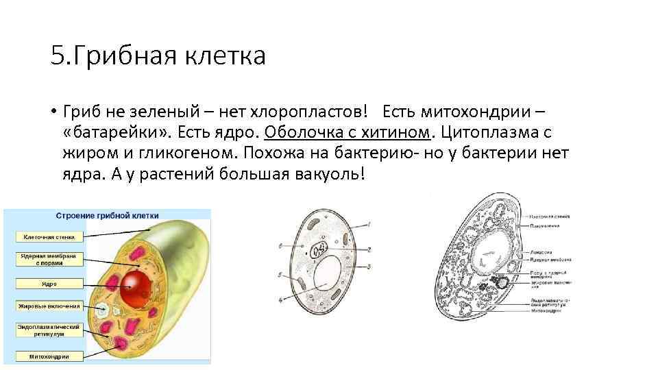 Клетки гриба не имеют ядра. Строение клетки гриба 5.