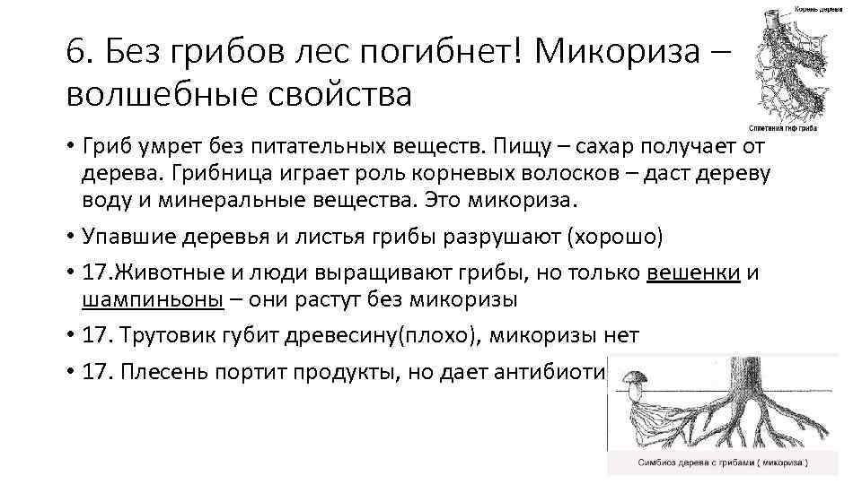 6. Без грибов лес погибнет! Микориза – волшебные свойства • Гриб умрет без питательных