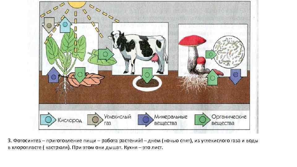 3. Фотосинтез – приготовление пищи – работа растений! – днем (ночью спят), из углекислого