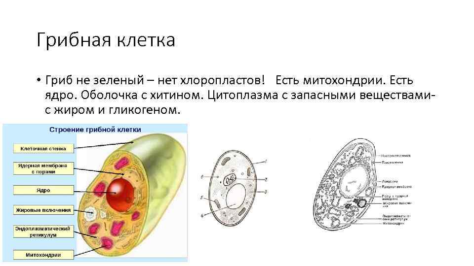 Есть ли ядро у грибов. Схема строения клетки гриба. Строение ядра грибной клетки. Схема строения грибной клетки. Клетка гриба схема.