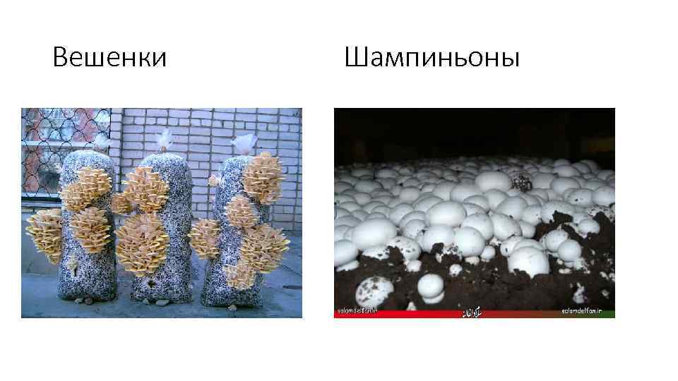 Вешенки Шампиньоны 
